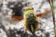 Bee-fly (Bombylius sp) (Bombylius sp)